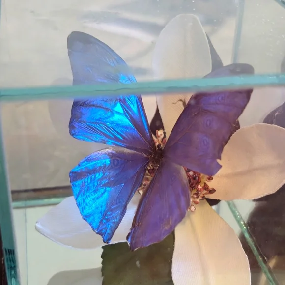 Butterfly Taxidermy Iridescent Blue Glass Dome - Picture 1 of 10